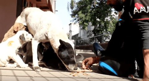 Chiot de sauvetage | Photo: YouTube / Animal Aid Unlimited, Inde