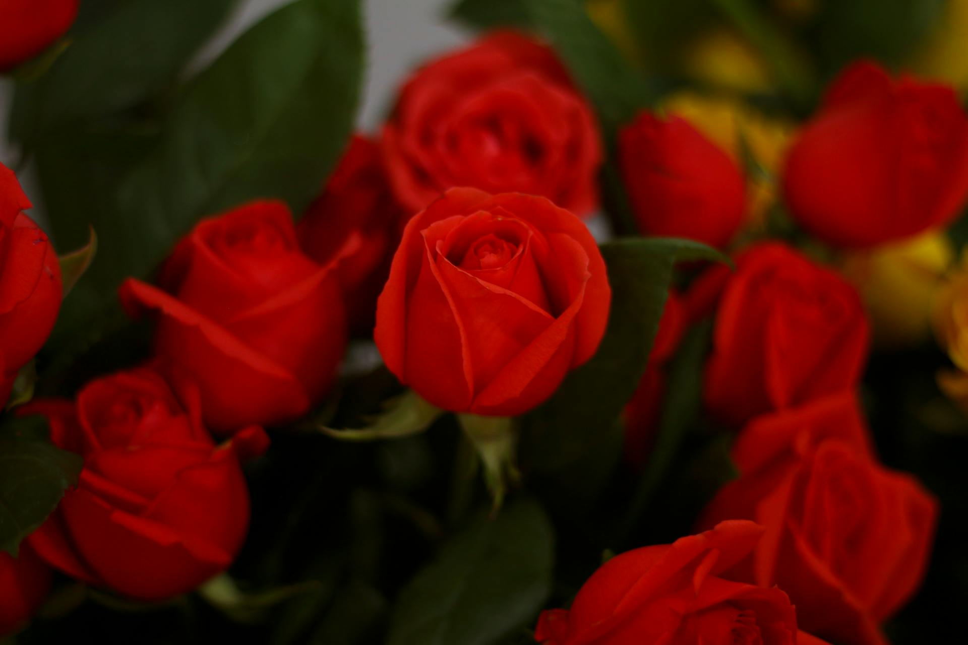 Roses rouges | Source : Pexels