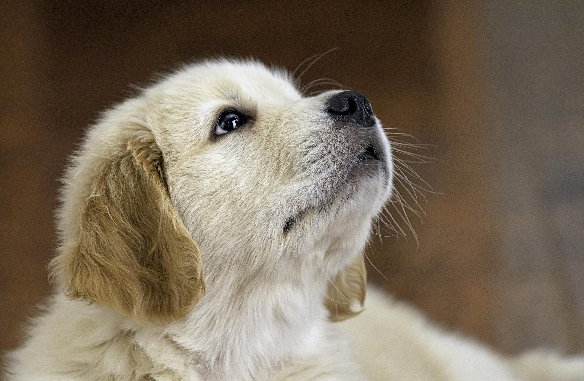 Un chiot labrador qui regarde vers le haut | Source : Freepik