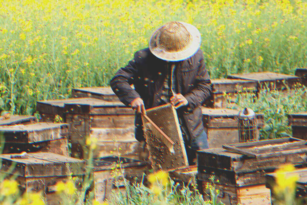 Un homme et un rucher | Source : Shutterstock