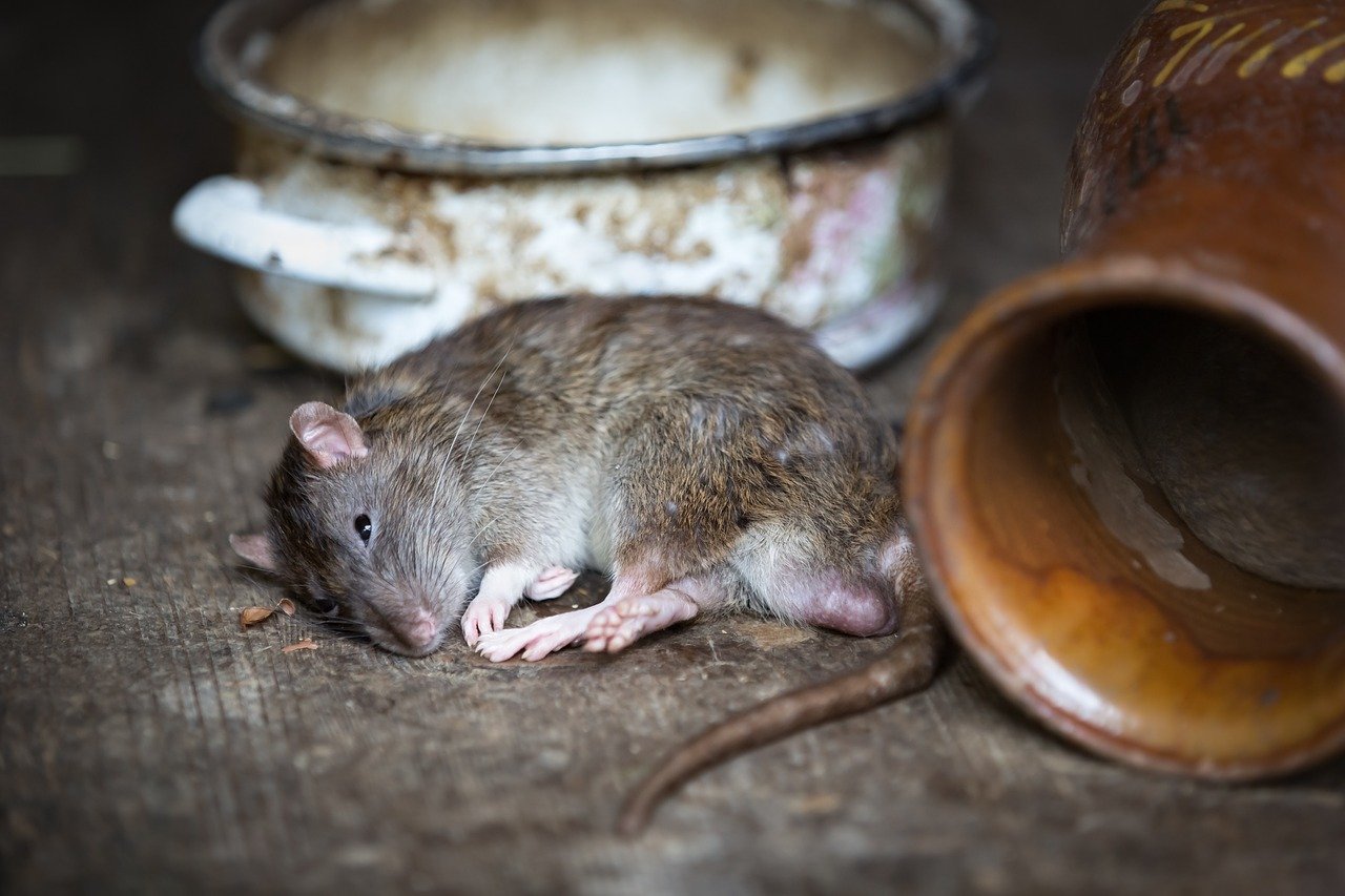 Un rat | Photo : Pixabay