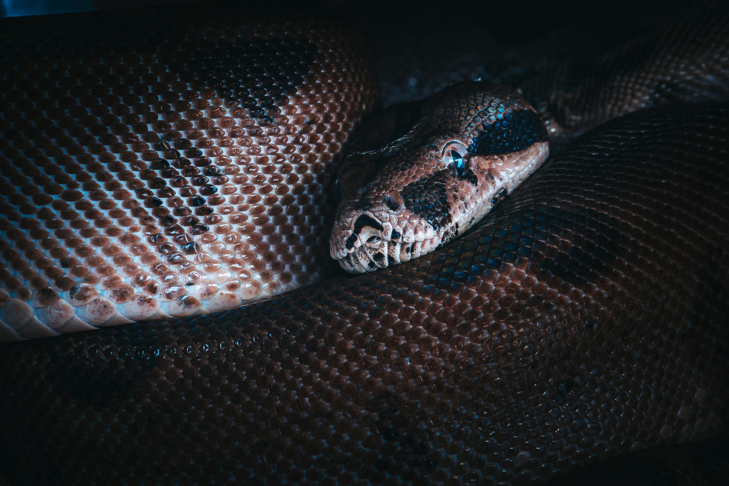 Un serpent enroulé de façon menaçante sur le sol | Source : Pexels