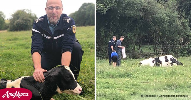 Nord de la France: Les gendarmes ont aidé une vache à mettre bas et lui ont sauvé la vie