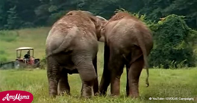 D'anciens éléphants de cirque se sont réunis après 20 ans et leur étonnante réaction est devenue virale