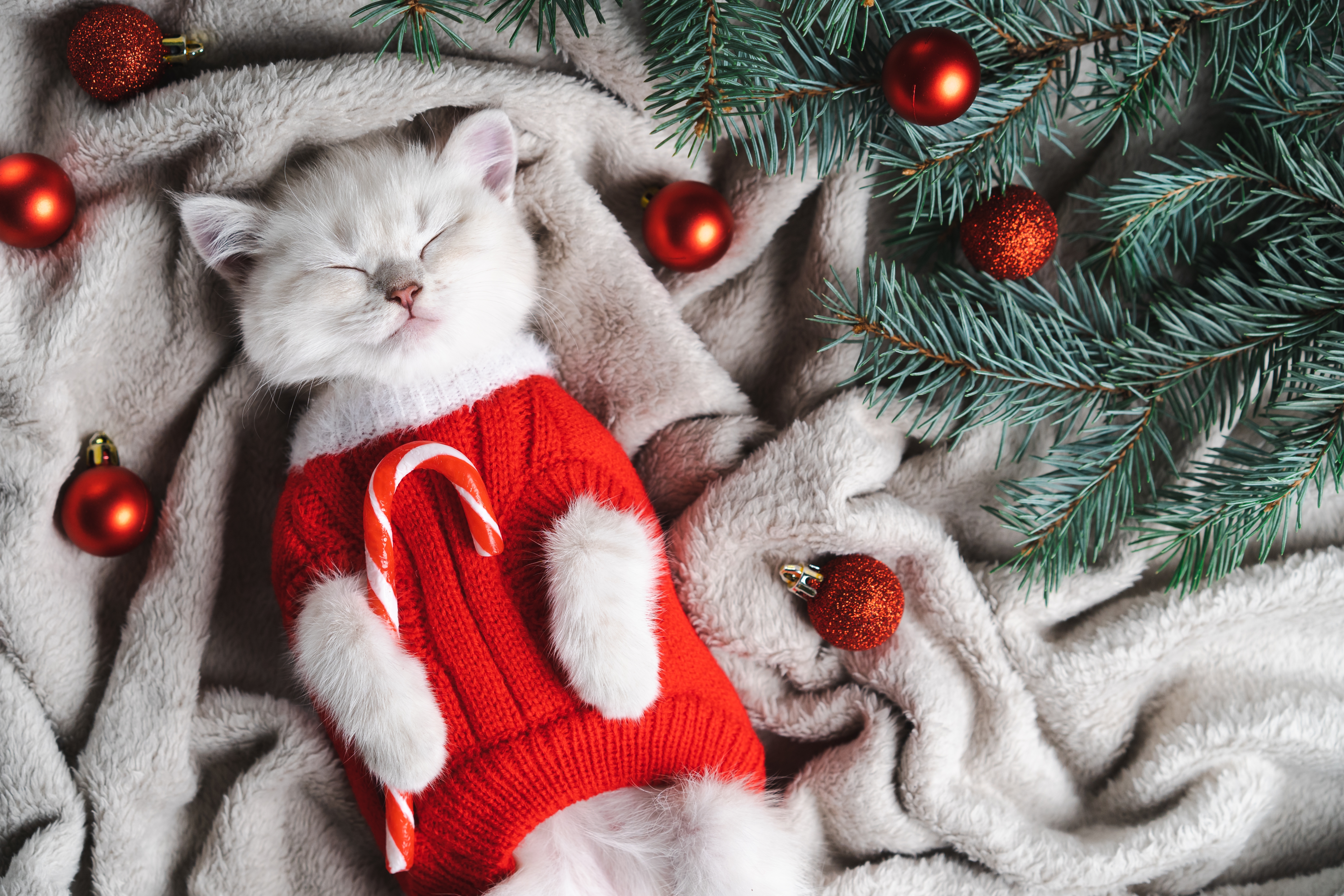 Un adorable chat de Noël portant un pull rouge est allongé sur une couverture grise, les yeux fermés | Source : Shutterstock