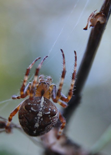 Une araignée tisse une toile. | Photo : Getty Images