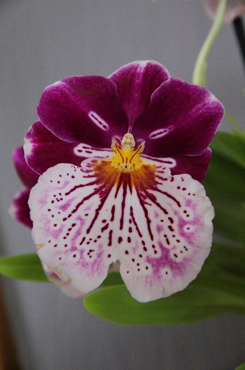 Orchidée Miltonia | Photo : Pixabay