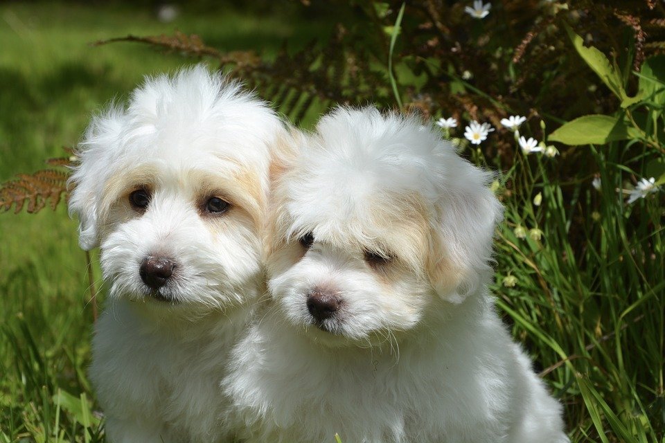 Un couple de chiens blancs de petite race assis sur l'herbe. | Image : Pixabay