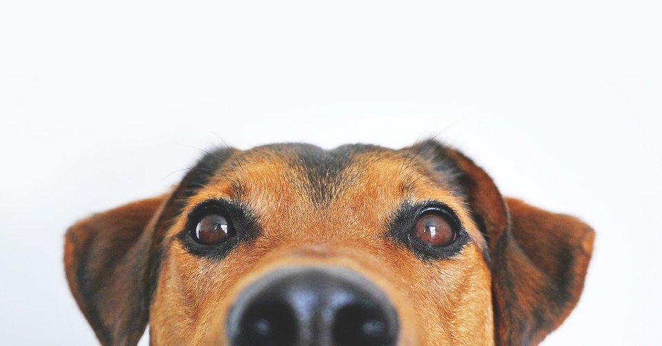Une tête de chien fixant le caméra | Photo : Pixabay