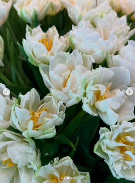 Des tulipes blanches en pleine floraison. | Source : Instagram/gisele
