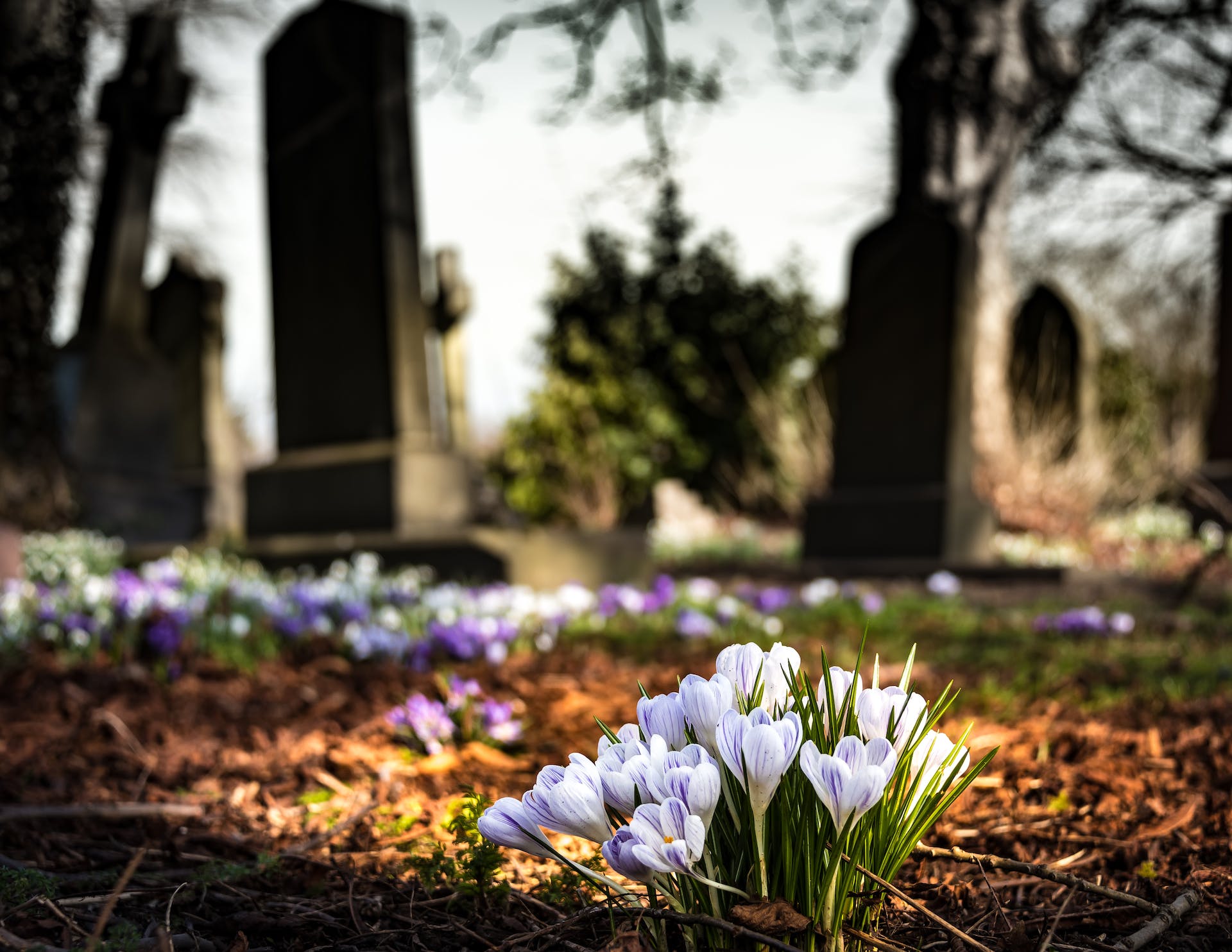 Fleurs dans un cimetière | Source : Pexels