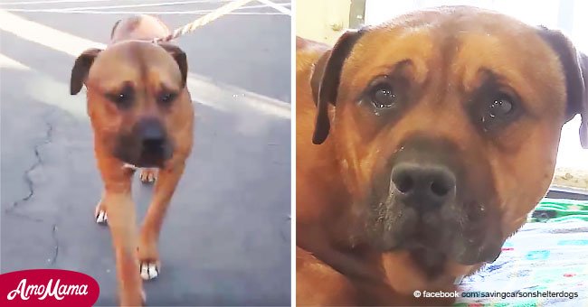 Une caméra capture un chien qui pleure fort après avoir été abandonné dans un abri