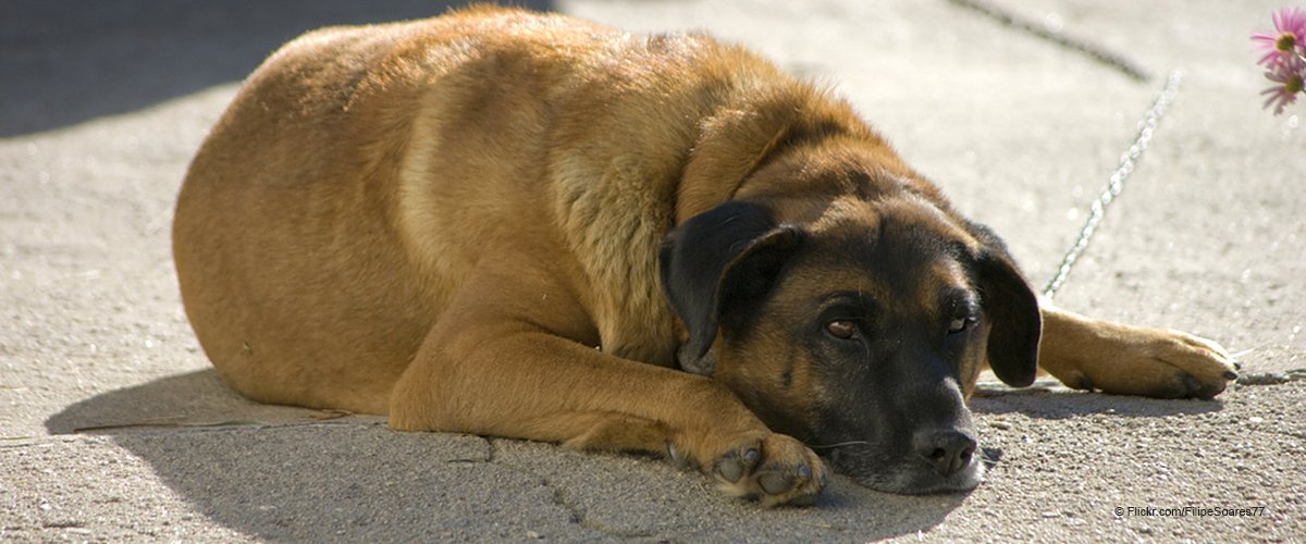 Un chien de compagnie a refusé de quitter son poste en dehors de l'hôpital ignorant que son propriétaire était déjà mort