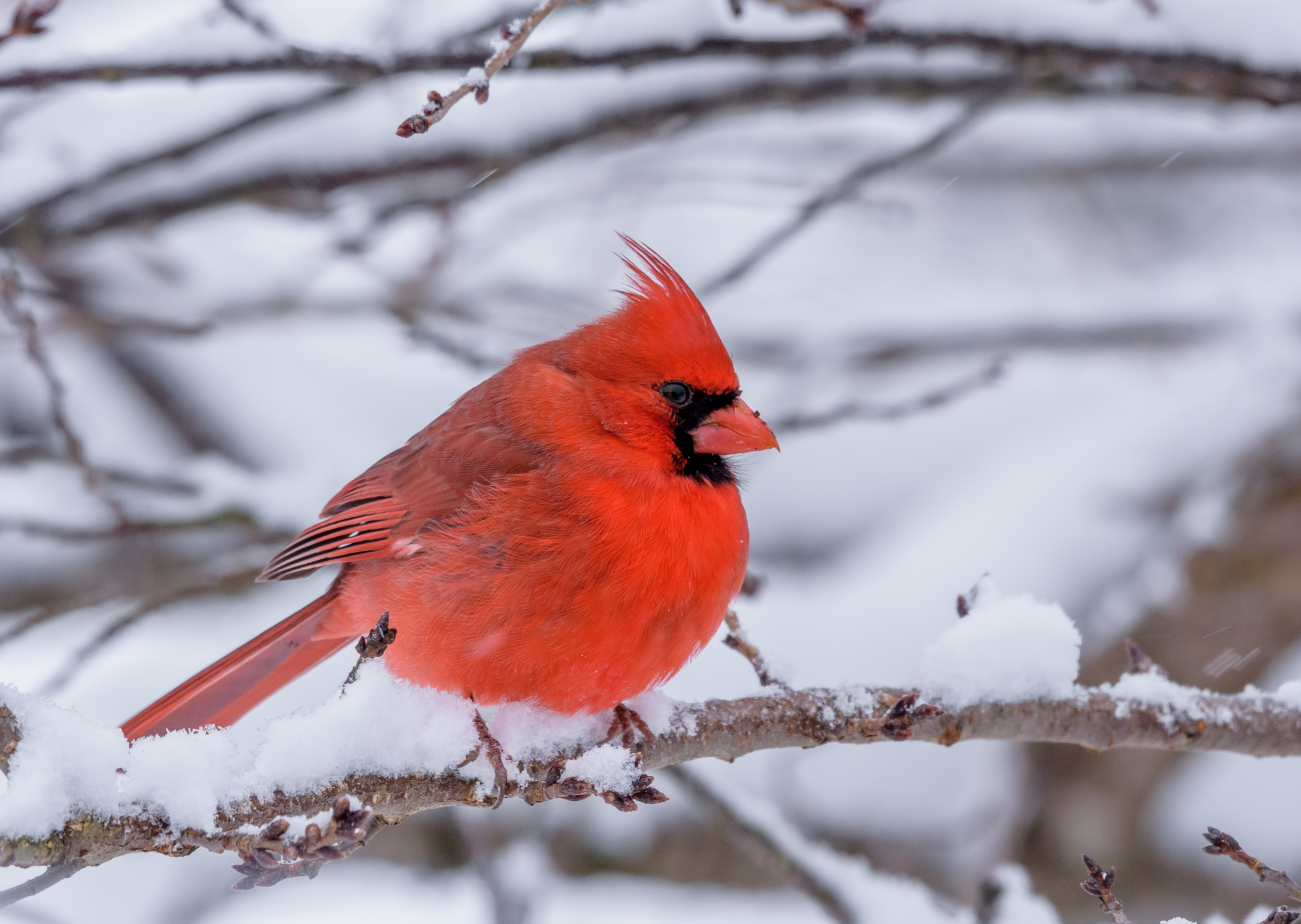 Cardinal mâle perché pendant une tempête de neige | Source : Getty Images