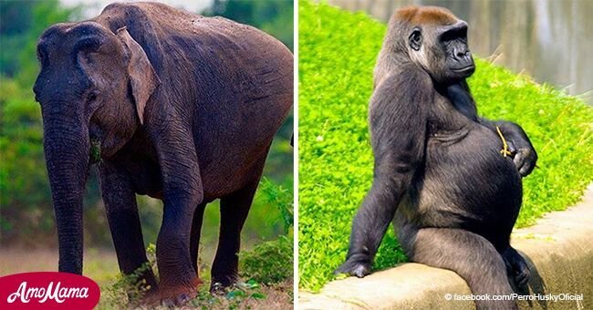 Voici des photos adorables de mamans dans la nature sur le point d'avoir leurs petits