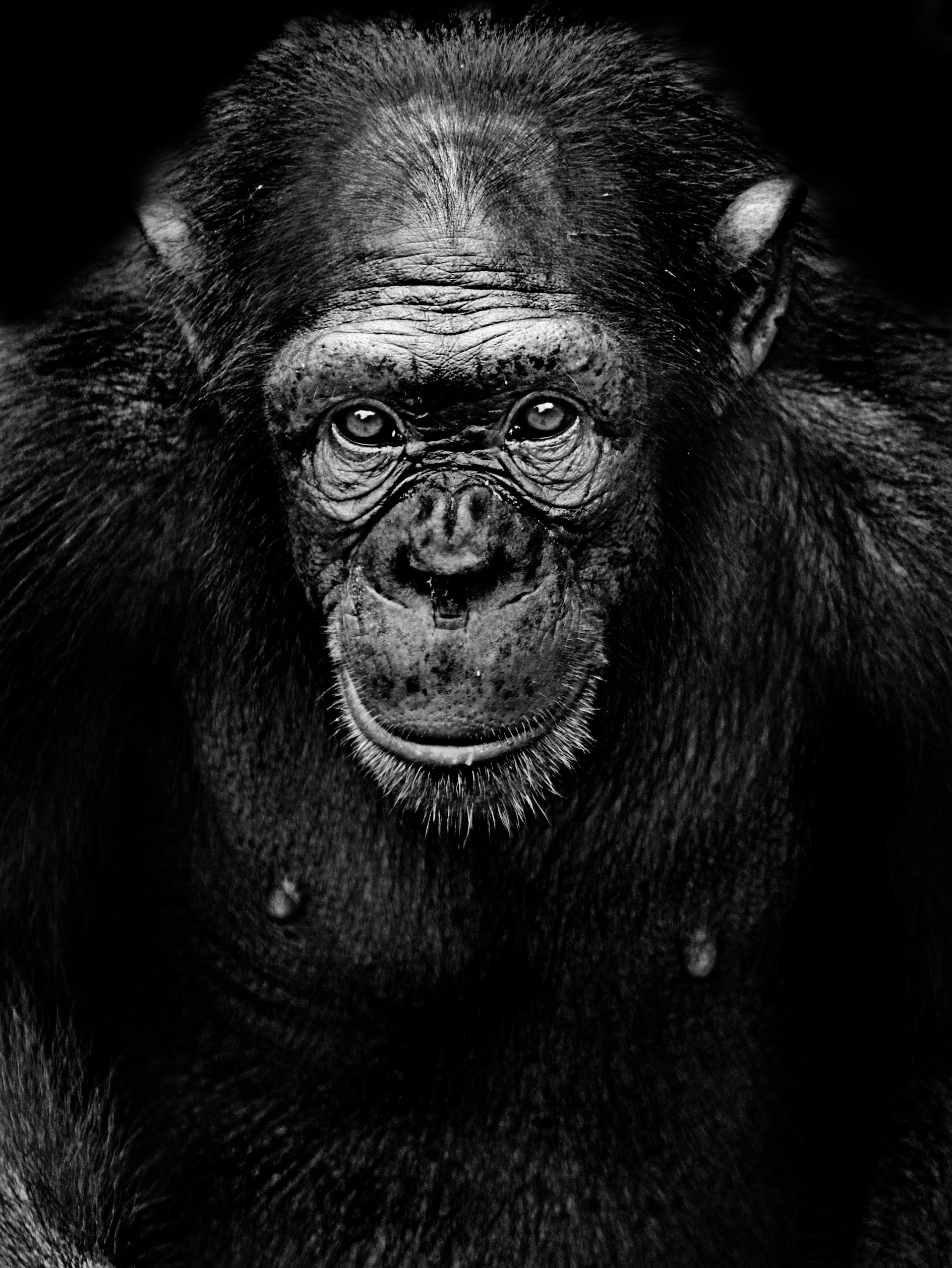 Une photo monochrome d'un chimpanzé | Source : Pexels