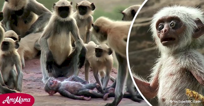 Ces singes se lamentent à cause d'un jouet qu'ils confondent avec leur bébé mort (Vidéo)