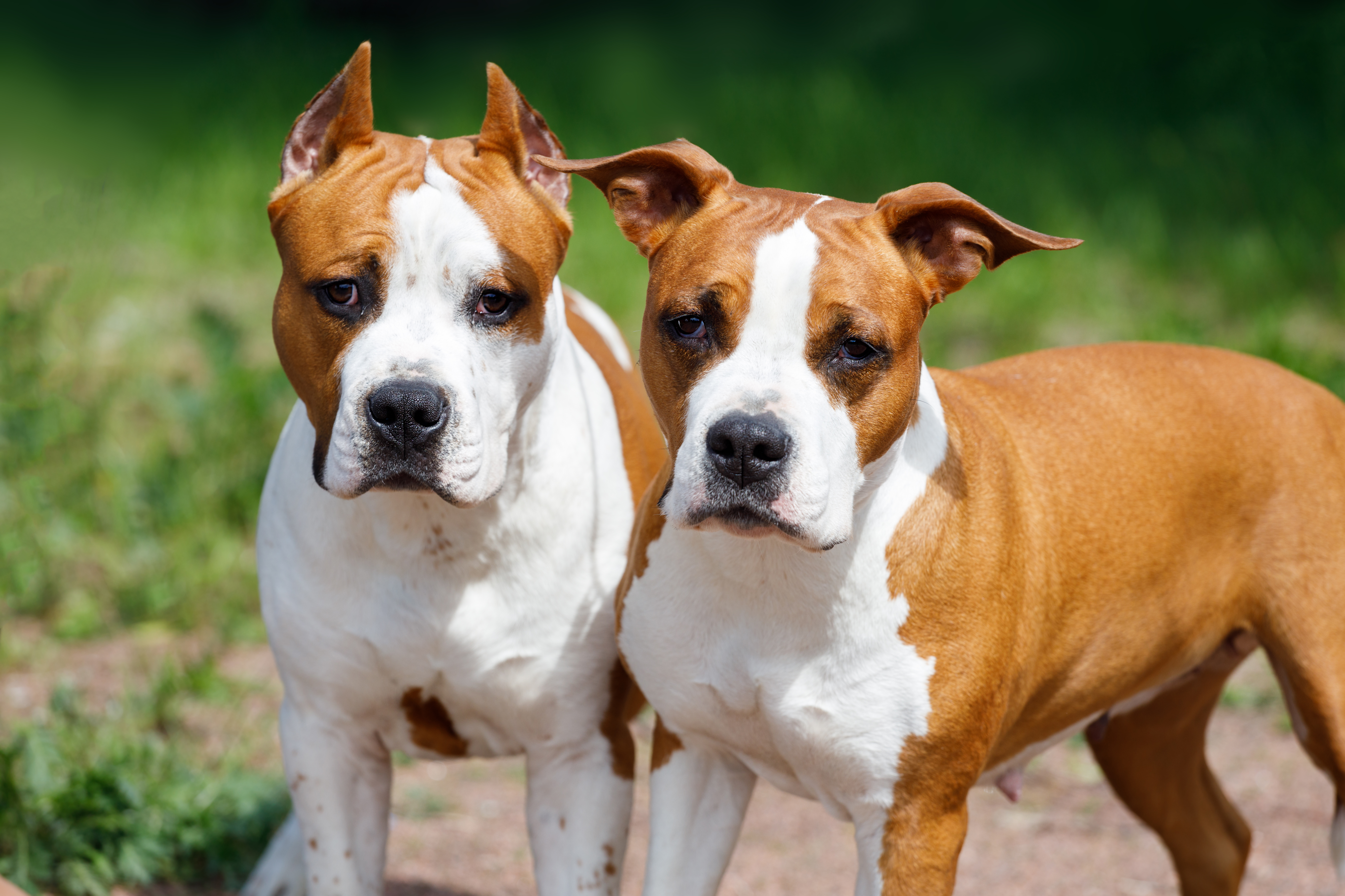 Deux pitbulls terriers | Source : Shutterstock