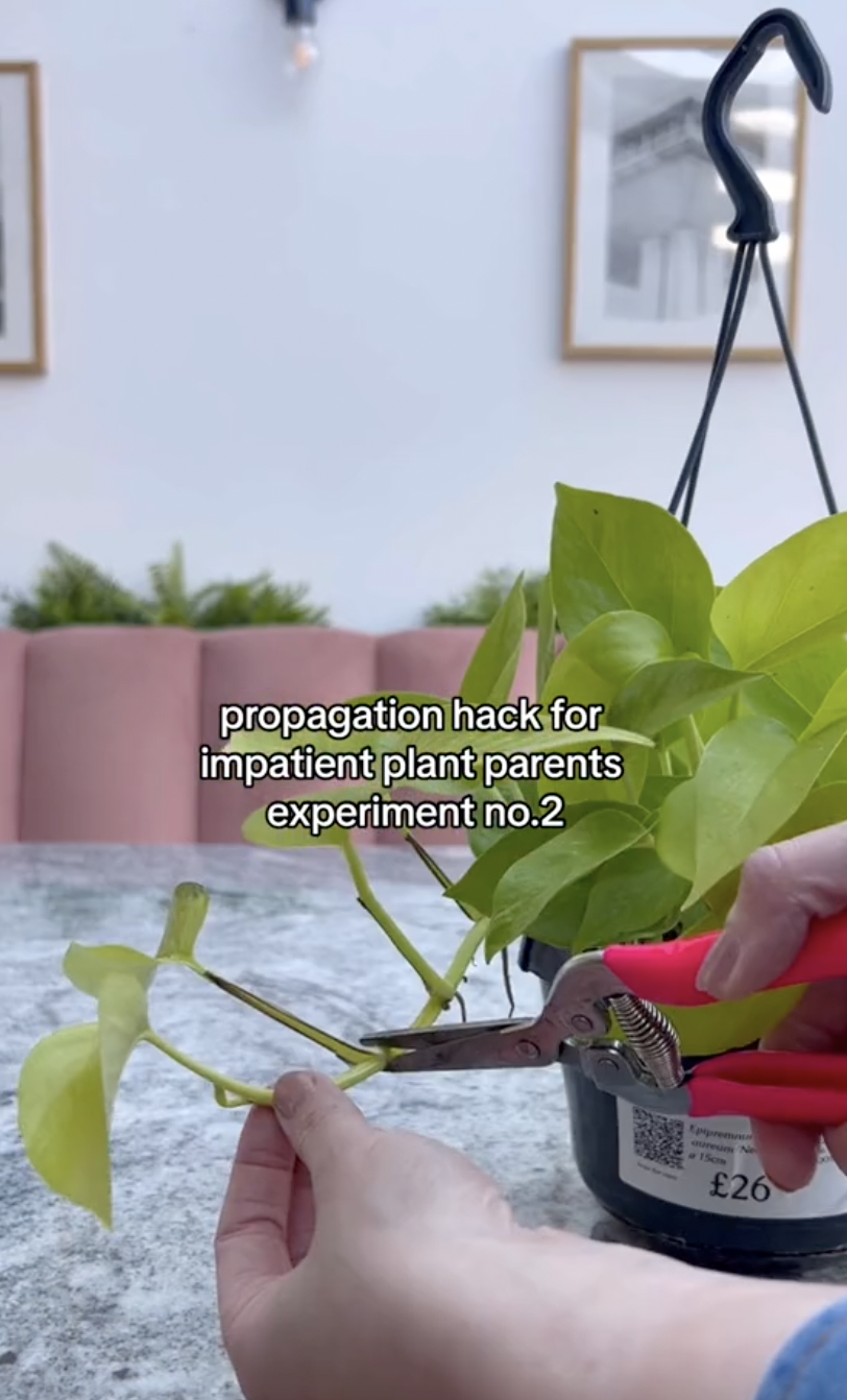 Boutures de pothos néon prélevées sur une plante entière dans un clip mis en ligne le 5 octobre 2024 | Source : TikTok/thelittlelifelately