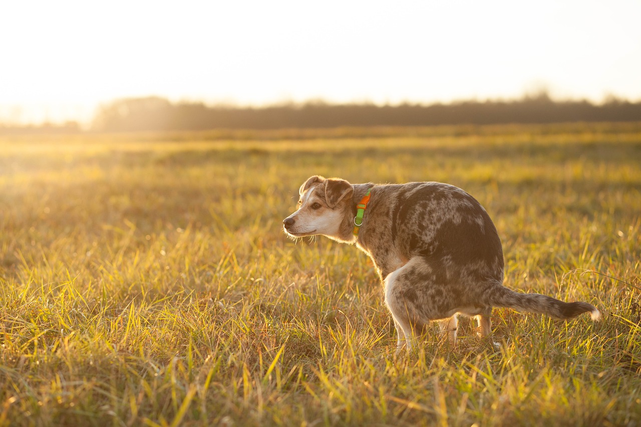 Un chien se soulage sur de l'herbe | Source : Pixabay