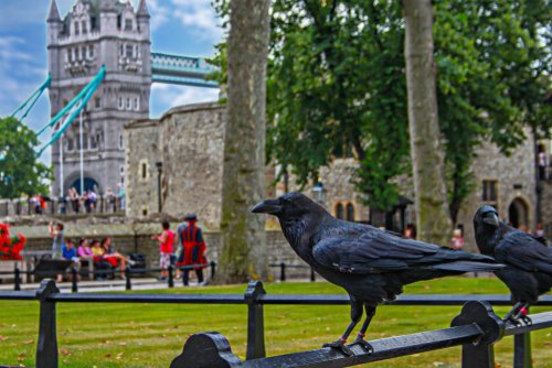 Les Ravens à la Tour de Londres. |Photo : Shutterstock