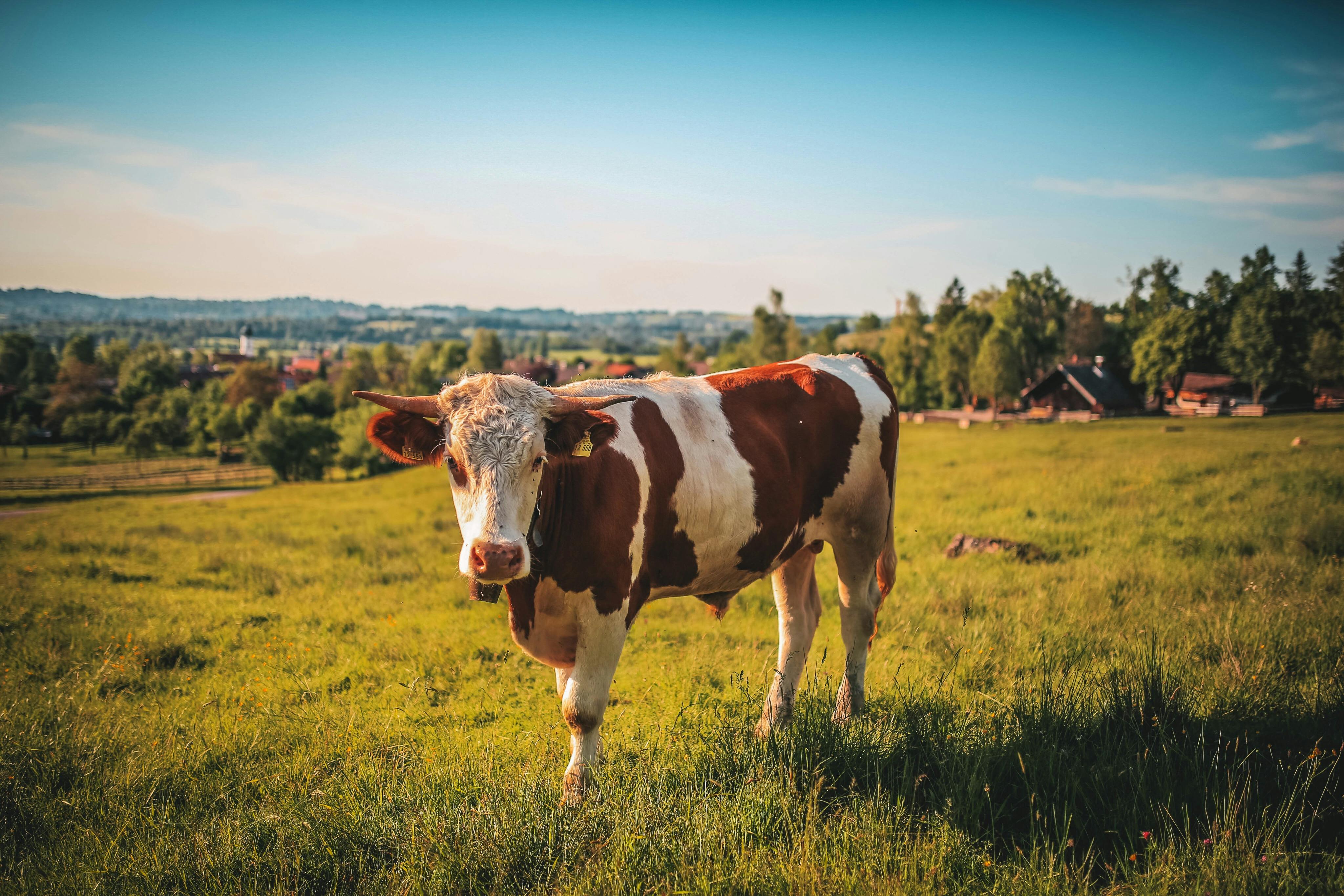 Vache en train de brouter | Source : Pexels