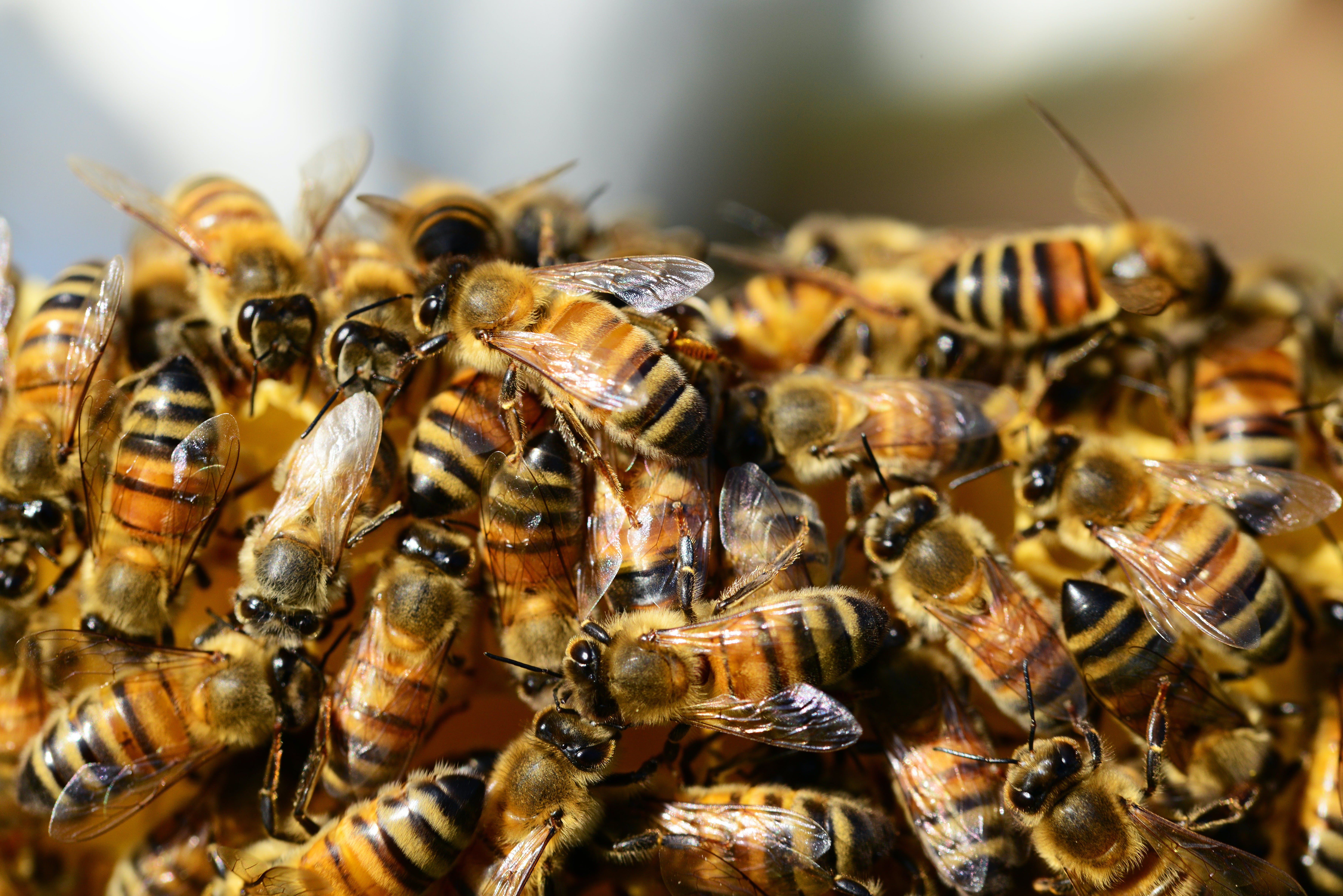 Un essaim d'abeilles | Source : Pexels