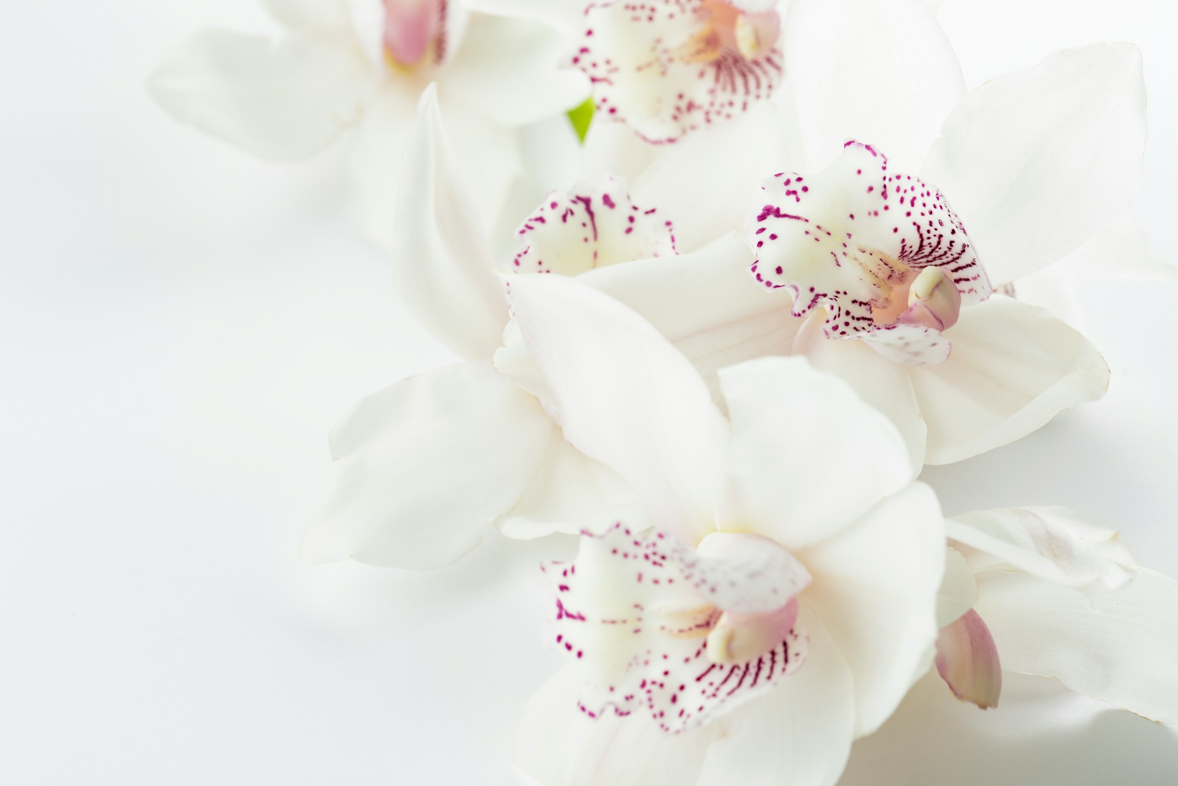 Orchidées | Source : Unsplash