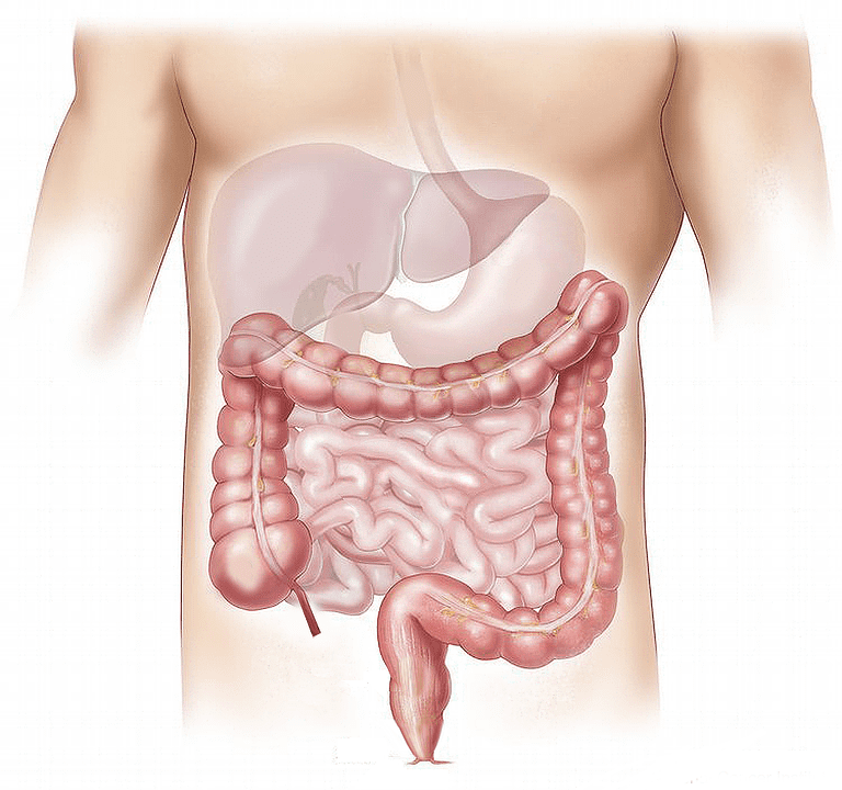 Organes digestifs | Photo : Pixabay