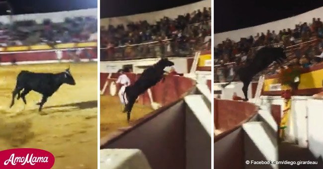 Landes: Au milieu du spectacle une vache saute sur le stand et blesse les spectateurs