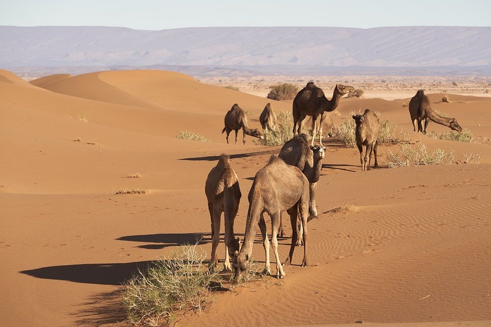 Des chameaux | Photo : Pixabay