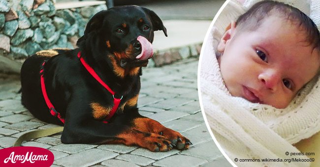 Un rottweiler a sauvé la vie d'un enfant après que sa mère l'ait abandonné