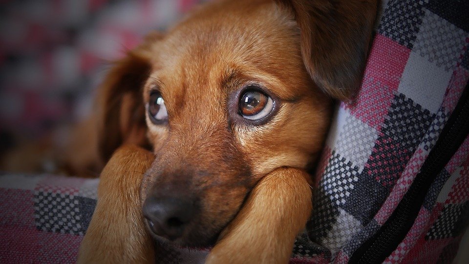 Un triste chien. | Photo : Pixabay