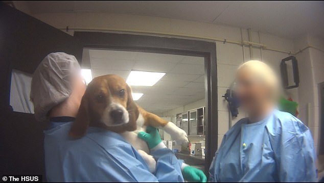 Deux personnes tiennent un beagle dans leurs bras | Photo : YouTube/The Humane Society of the United States