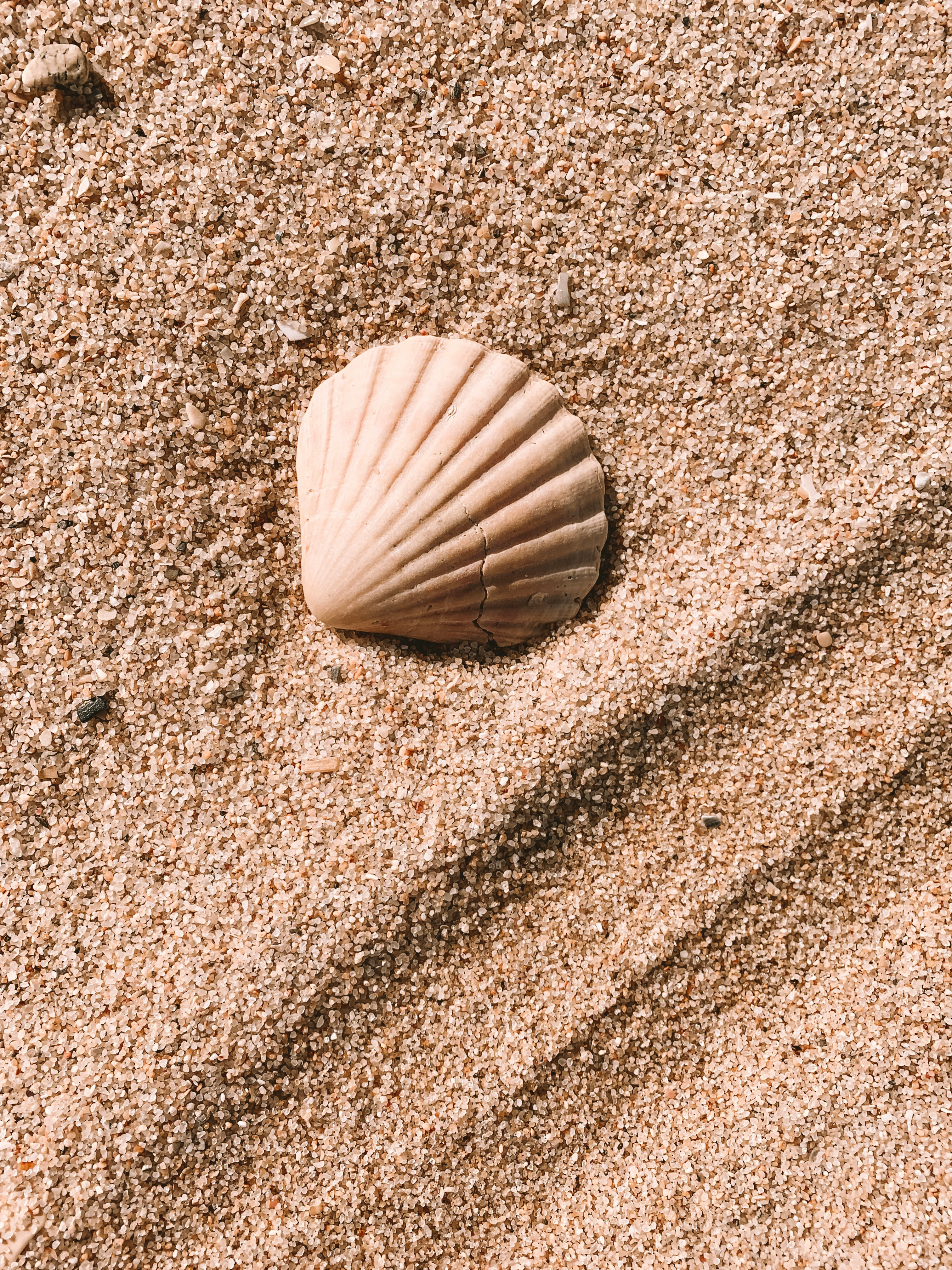 Un coquillage | Source : Unsplash