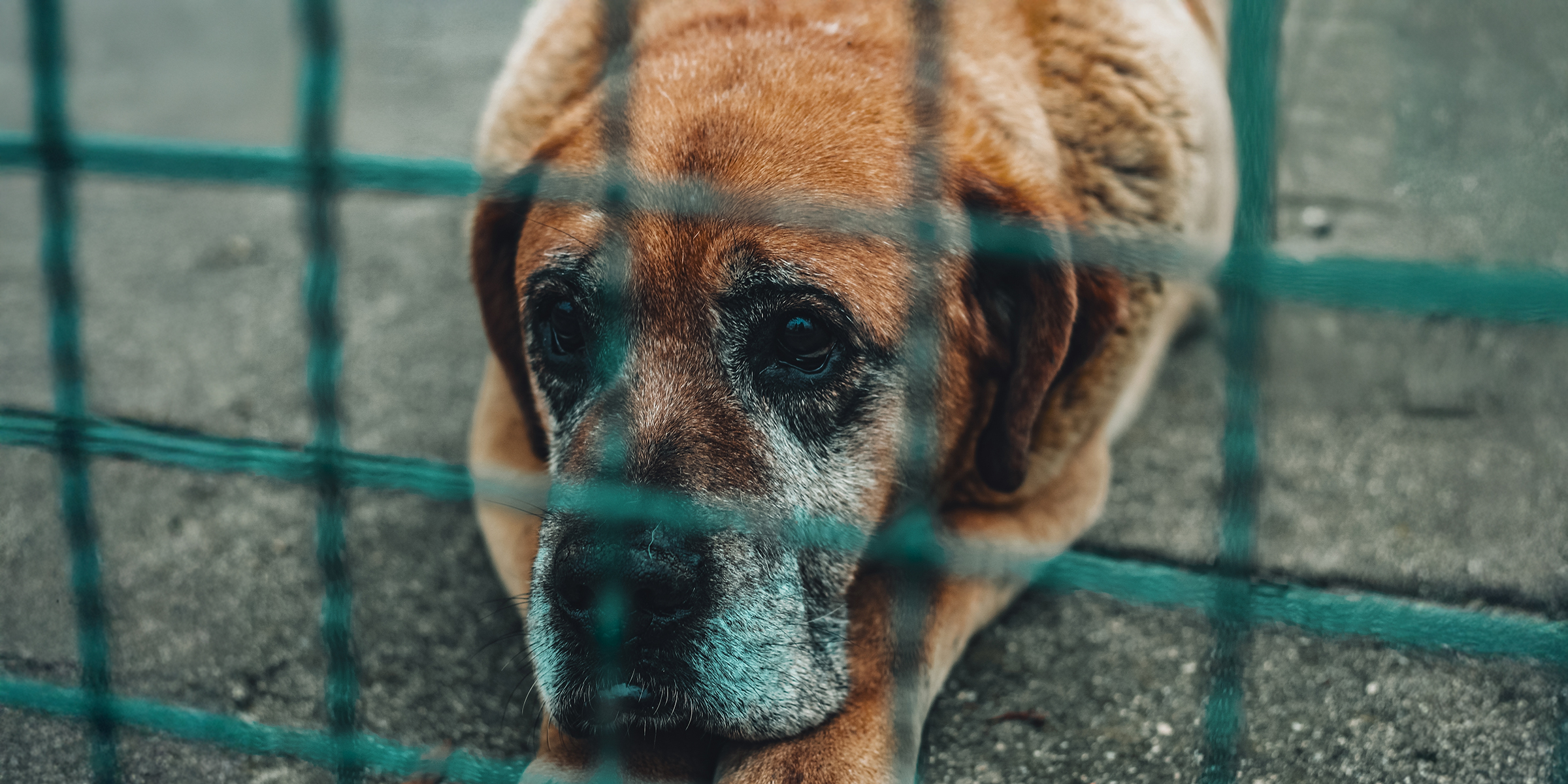 Une vieille chienne de refuge | Source : Shutterstock