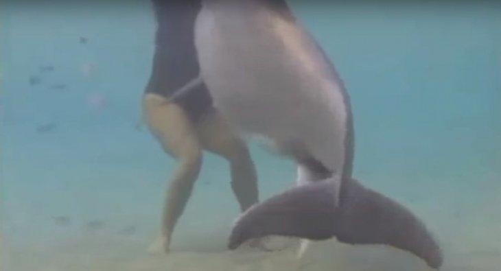  Un dauphin et un plongeurs dans l'eau | Source : YouTube Dolphin Give Birth on Camera