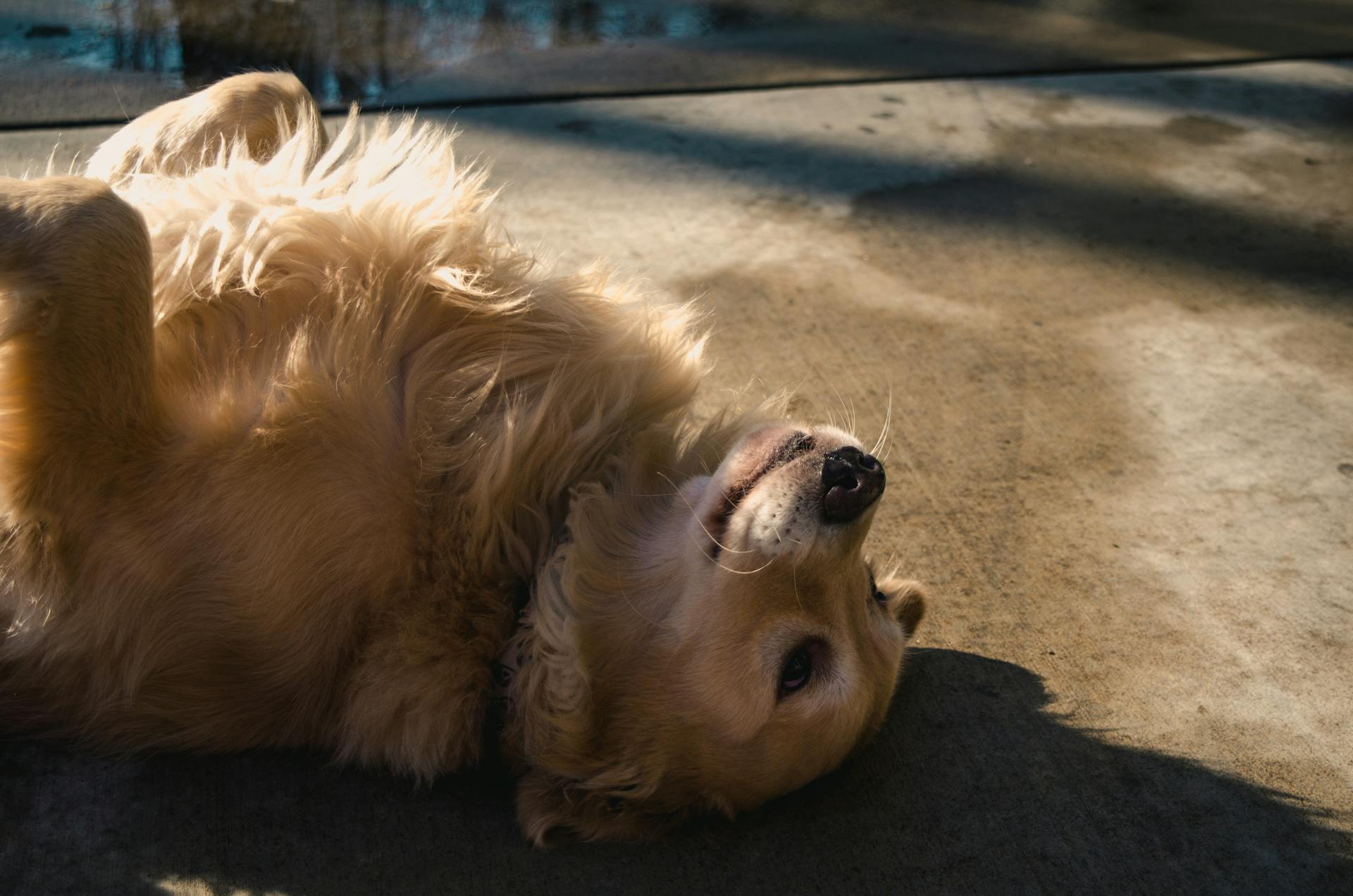 Un chien couché sur une route | Source : Pexels