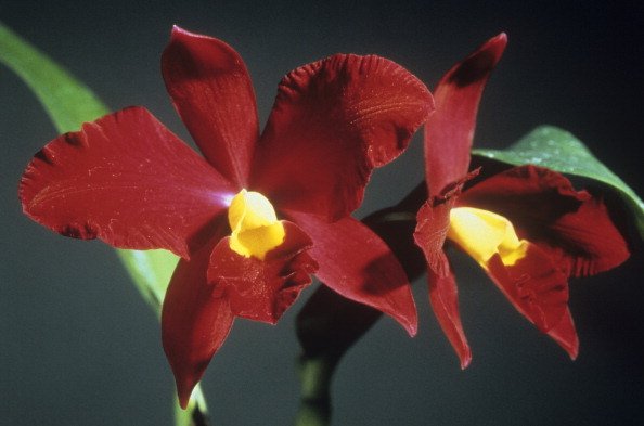 Les orchidées de couleurs et de sortes différentes. |Photo : Getty Images