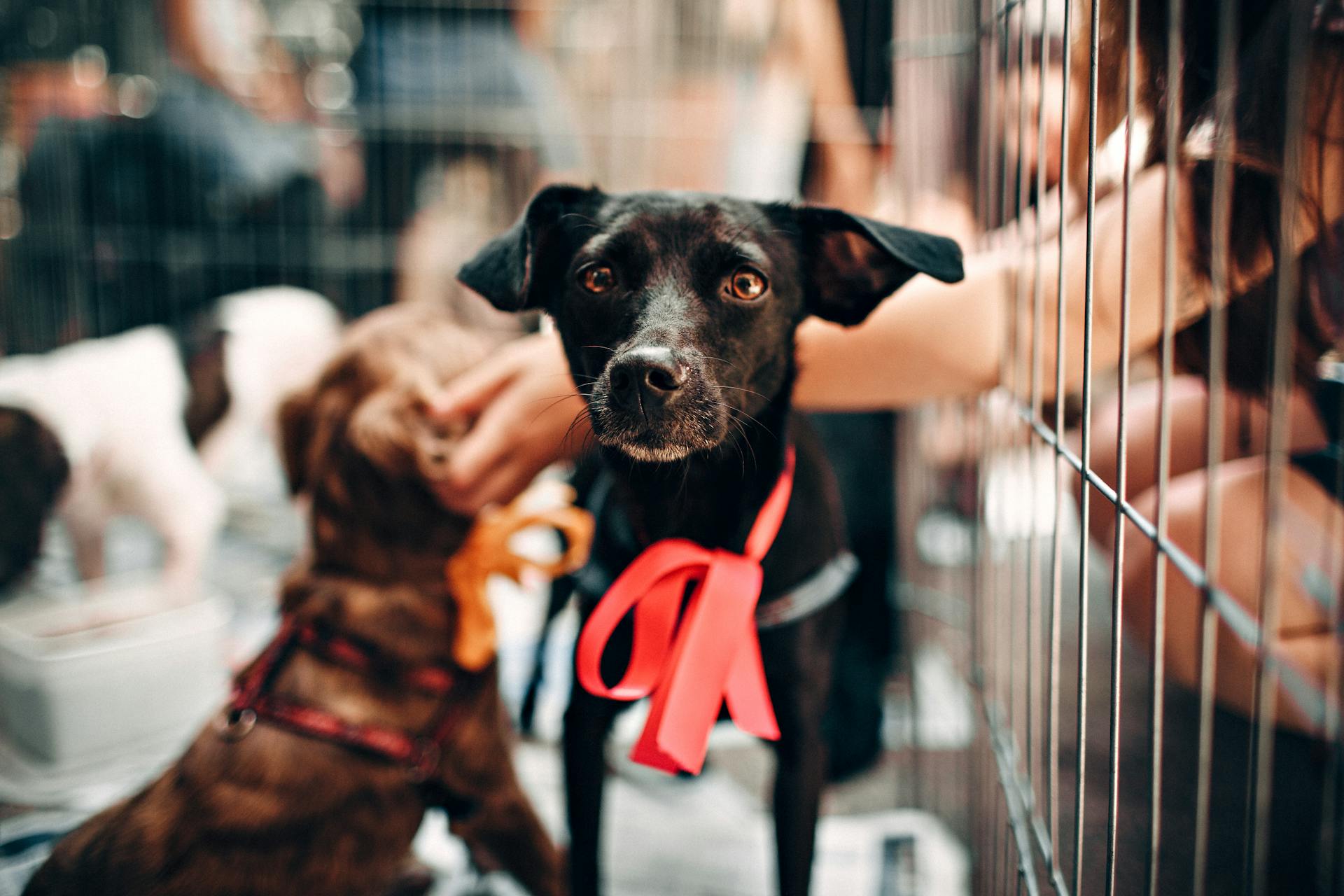 Des personnes faisant du bénévolat dans un refuge pour animaux | Source : Pexels