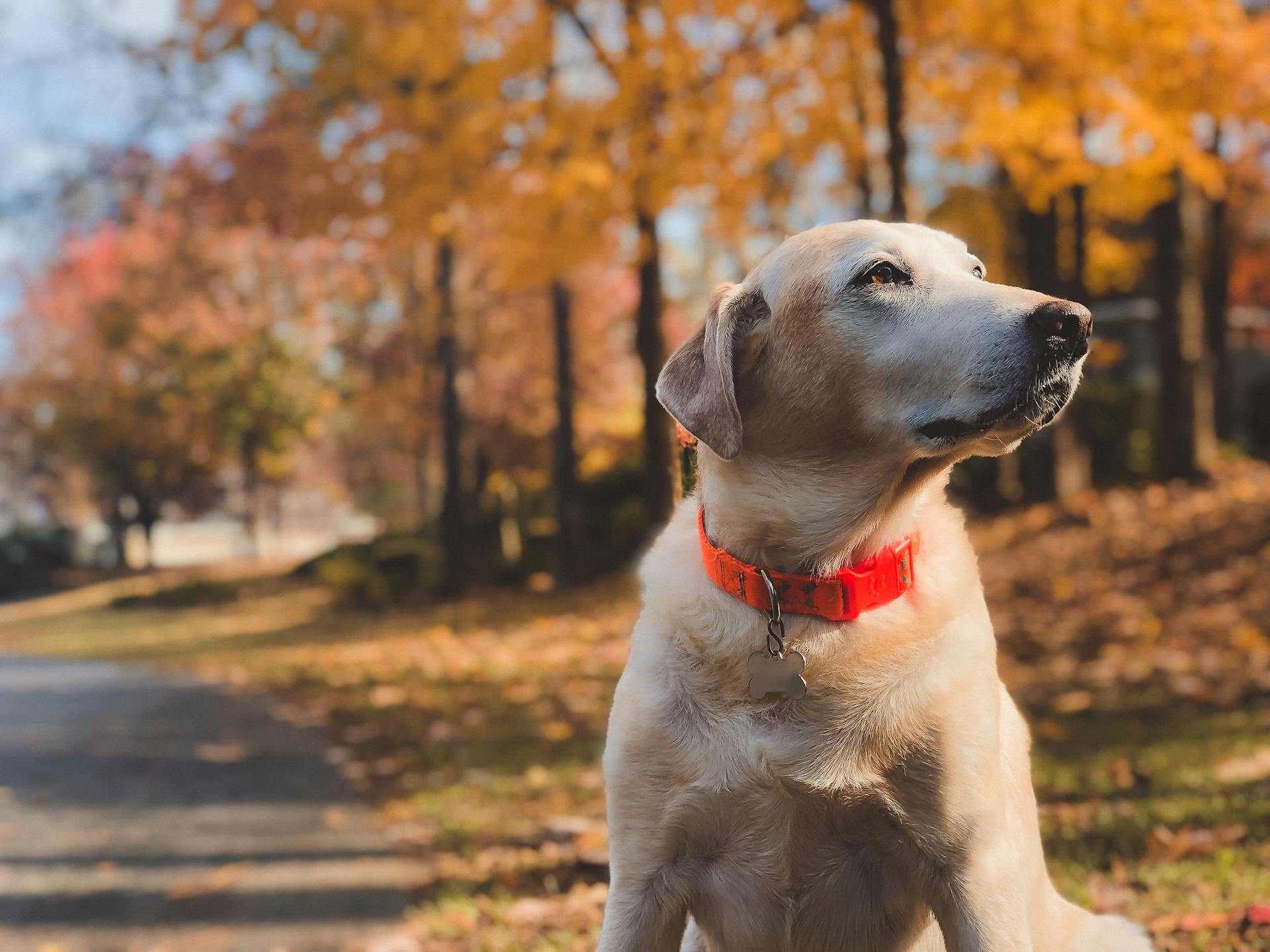 Un chien assis à l'extérieur | Source : Pexels