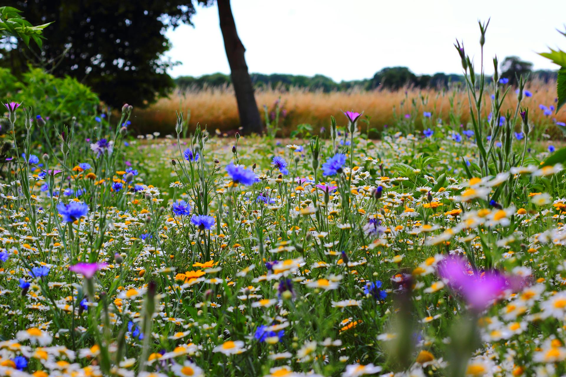 Des fleurs sauvages poussant dans un champ | Source : Pexels