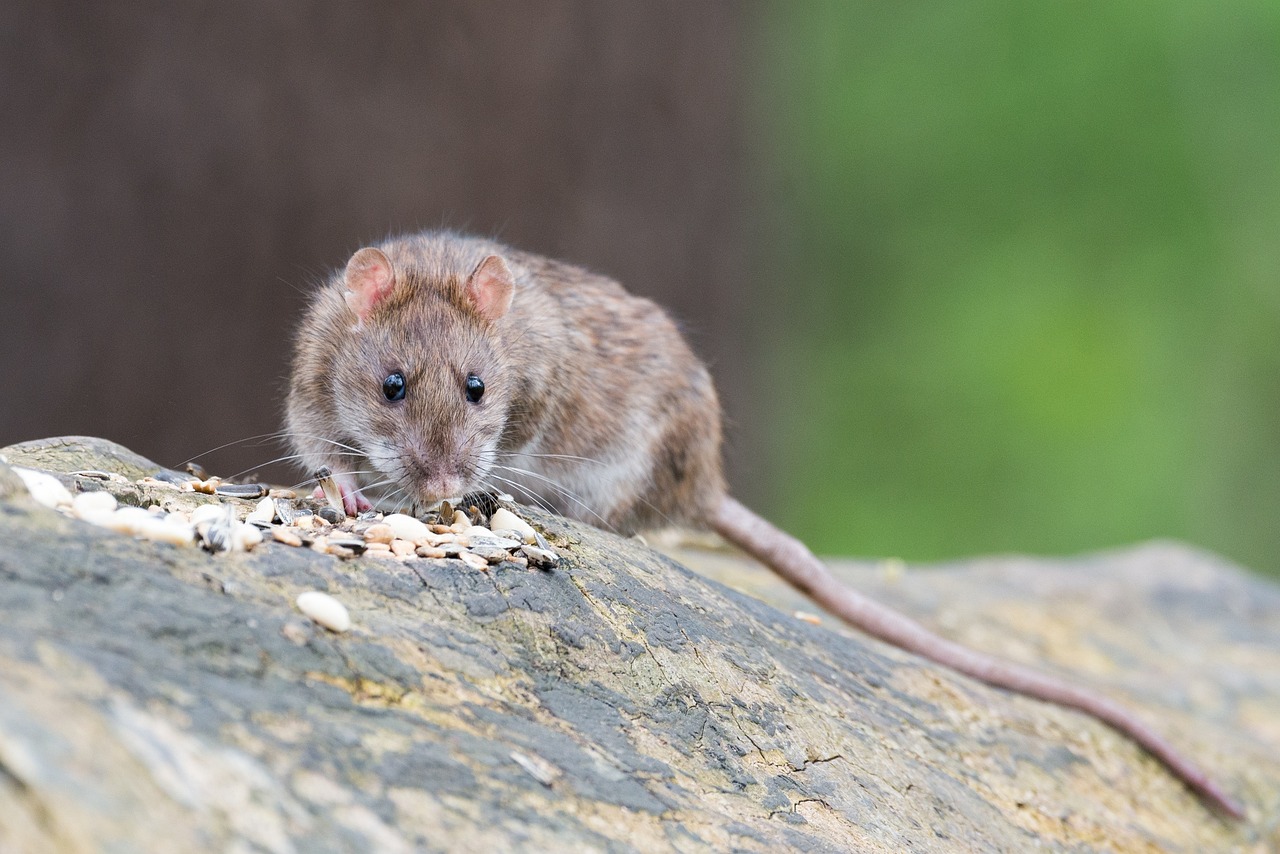 Rat grignotant des graines | Source : Pixabay