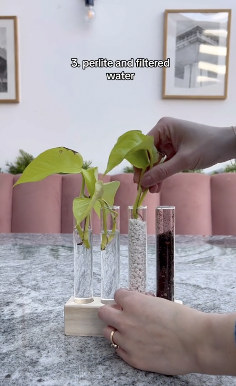 Boutures de pothos néon placées dans de la perlite dans un clip téléchargé le 5 octobre 2024 | Source : TikTok/thelittlelifelately