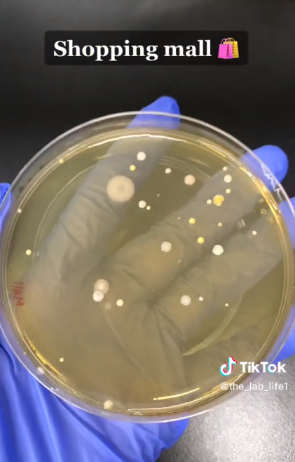 Une boîte de Pétri contenant des bactéries recueillies dans le sèche-mains d'un centre commercial : TikTok/@the_lab_life1
