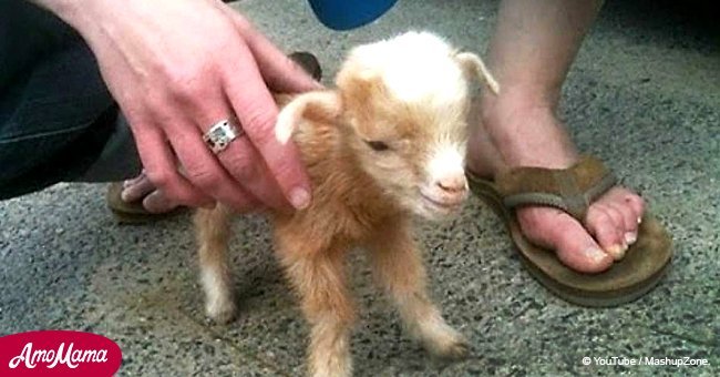 Ce petit chevreau saute de partout ! Regardez la vidéo jusqu'au bout