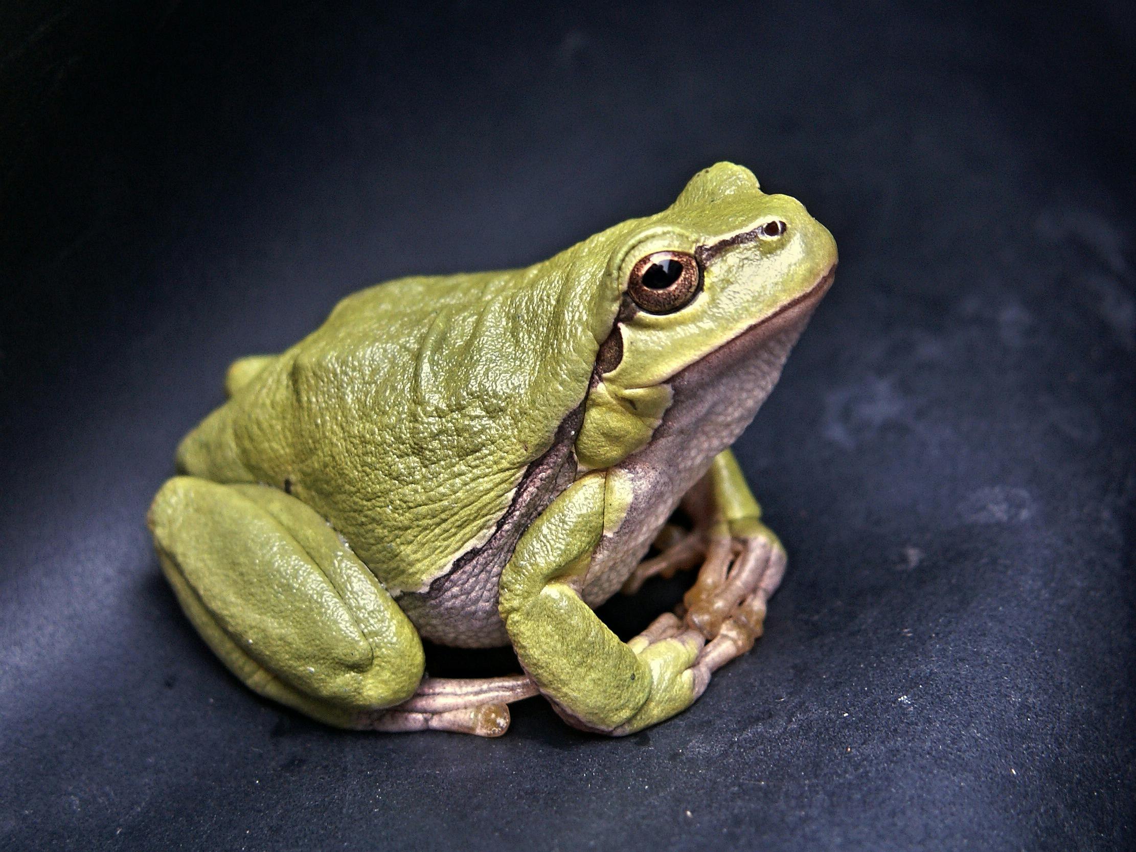 Une grenouille verte | Source : Pexels