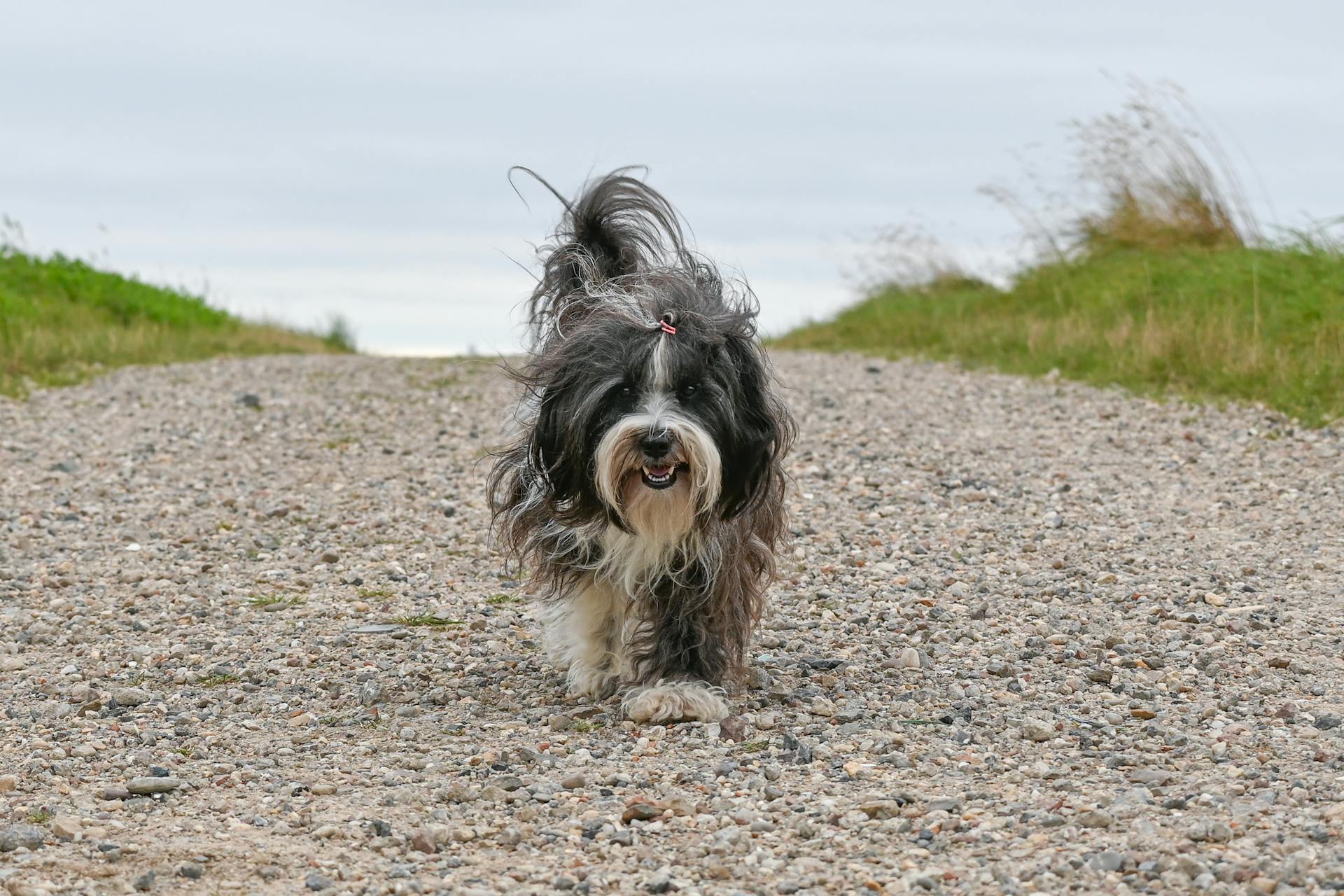 Un chien sur un chemin de gravier | Source : Pexels