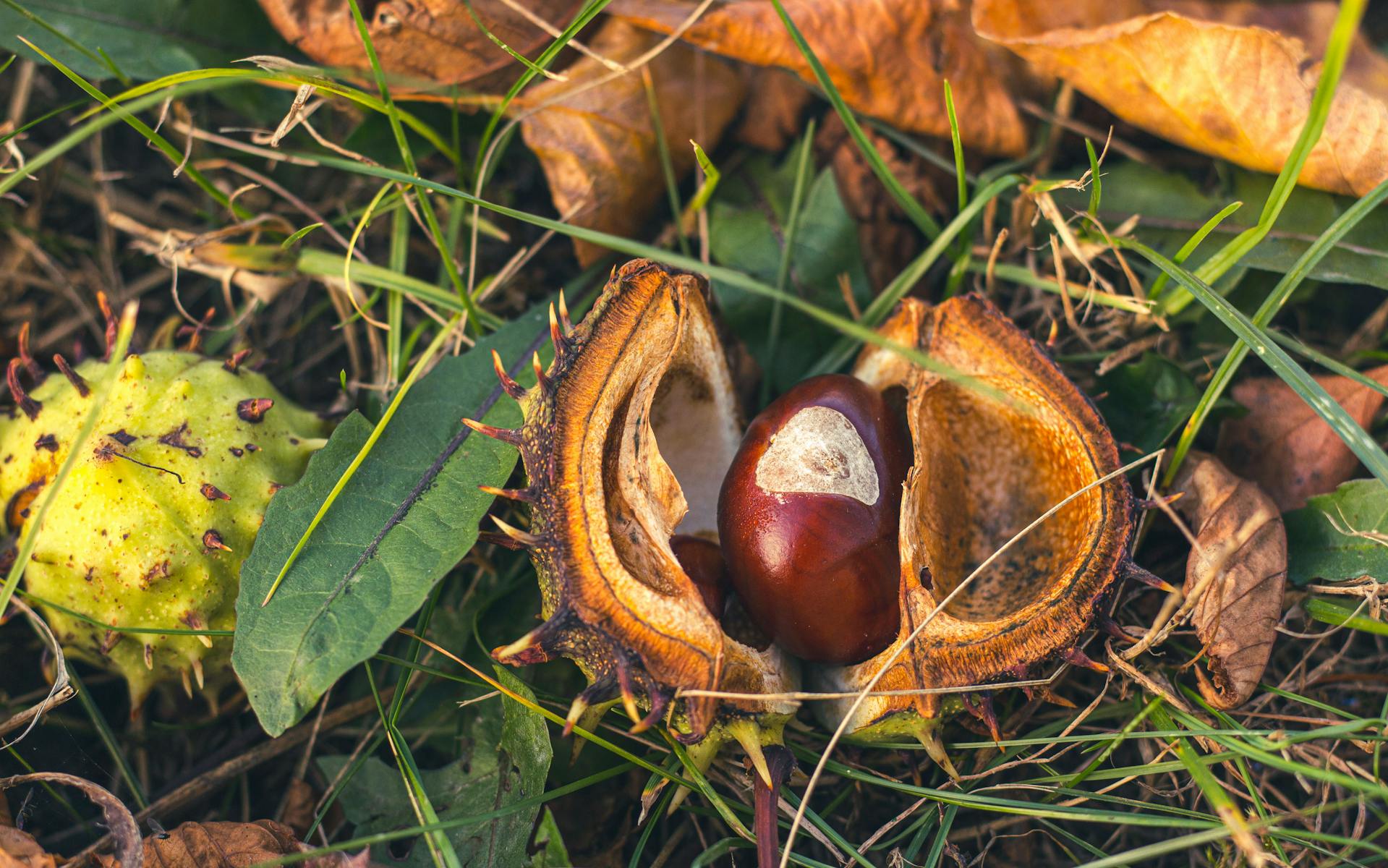 Noix sur l'herbe | Source : Pexels