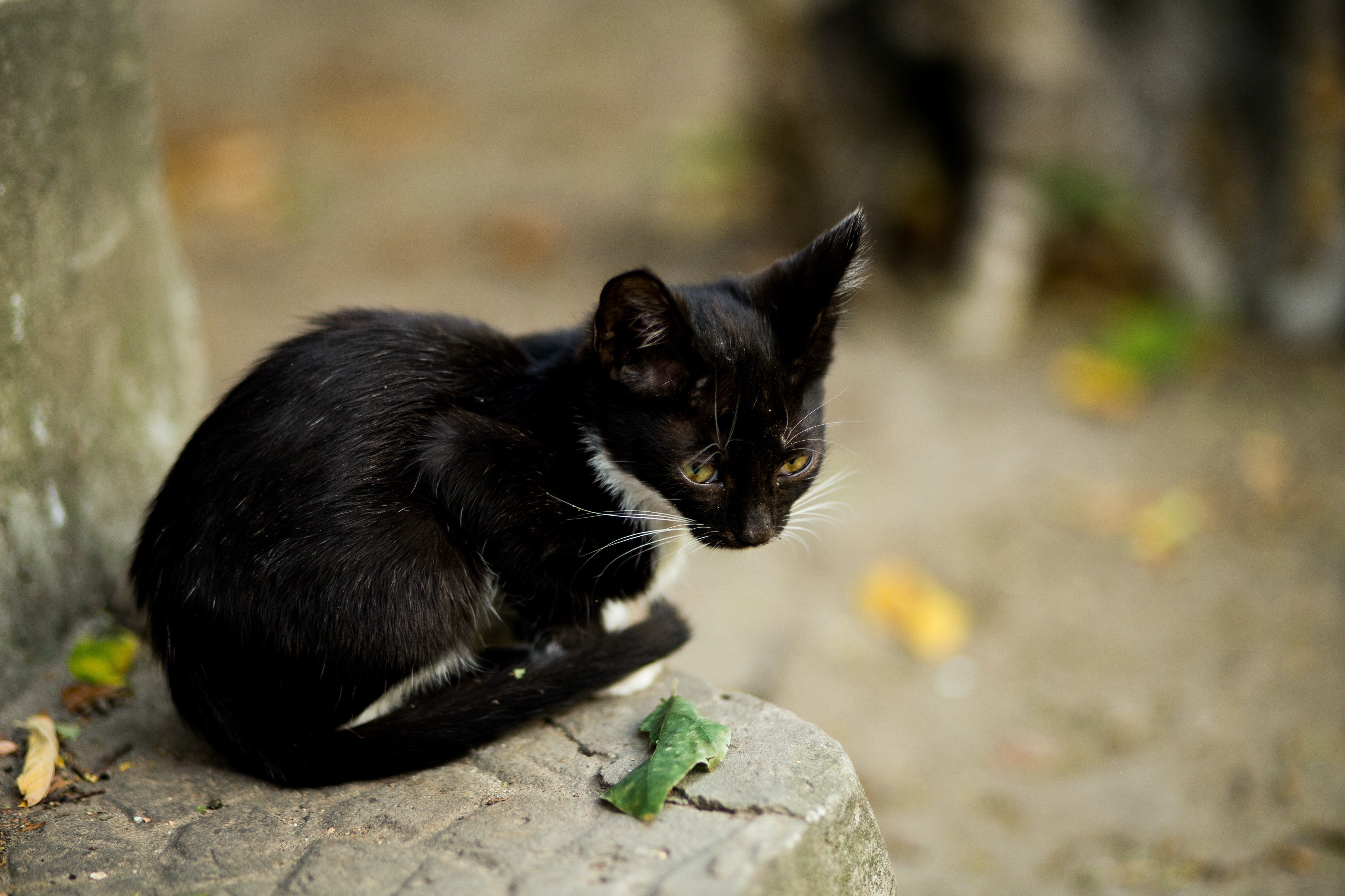 Un chat noir tente d'attirer l'attention de Jeffrey et Pamela. | Source : Pexels